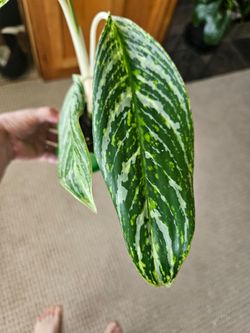 Aglaonema Golden Madonna (Green pot-B)