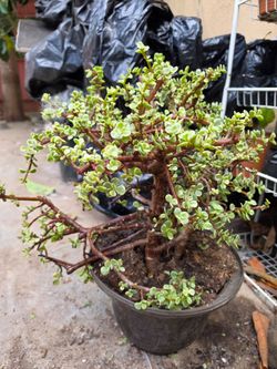 Crassula ovata variegada,árbol de jade variegado