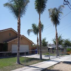 Palms Trimming Se Podan Palmas