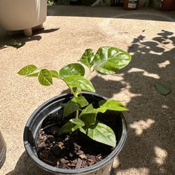 Jasmine plant fragrant flowers