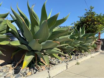Foxtail Agave ($2 per plant. Have around 30)