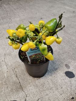 Small pepper plants