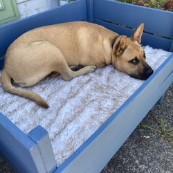 Custom Large Pet Bed    40 w x 27 d x 24 h