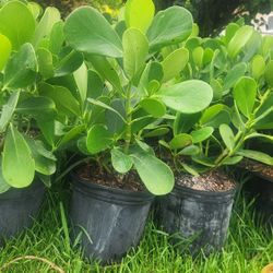 Beautiful Clusias Plants For Privacy!!! 2 Feet Tall! Fertilized 