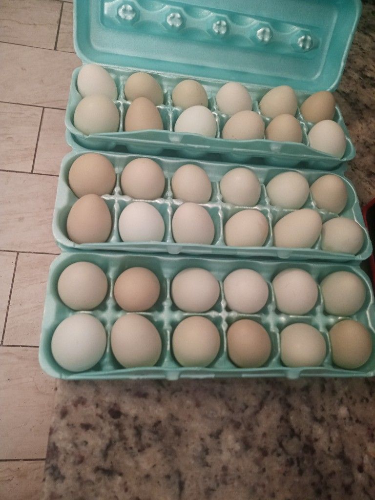 Local Eggs $5.00 a dozen 