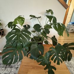 Monstera Plant