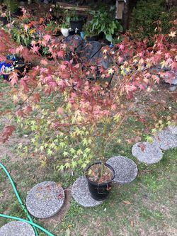 Japanese Maple 🍁 