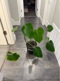 Monstera plant large in large pot indoor