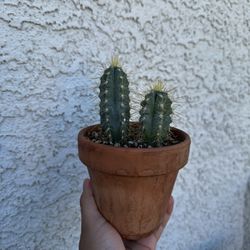 Cactus Live Plant 🌵 