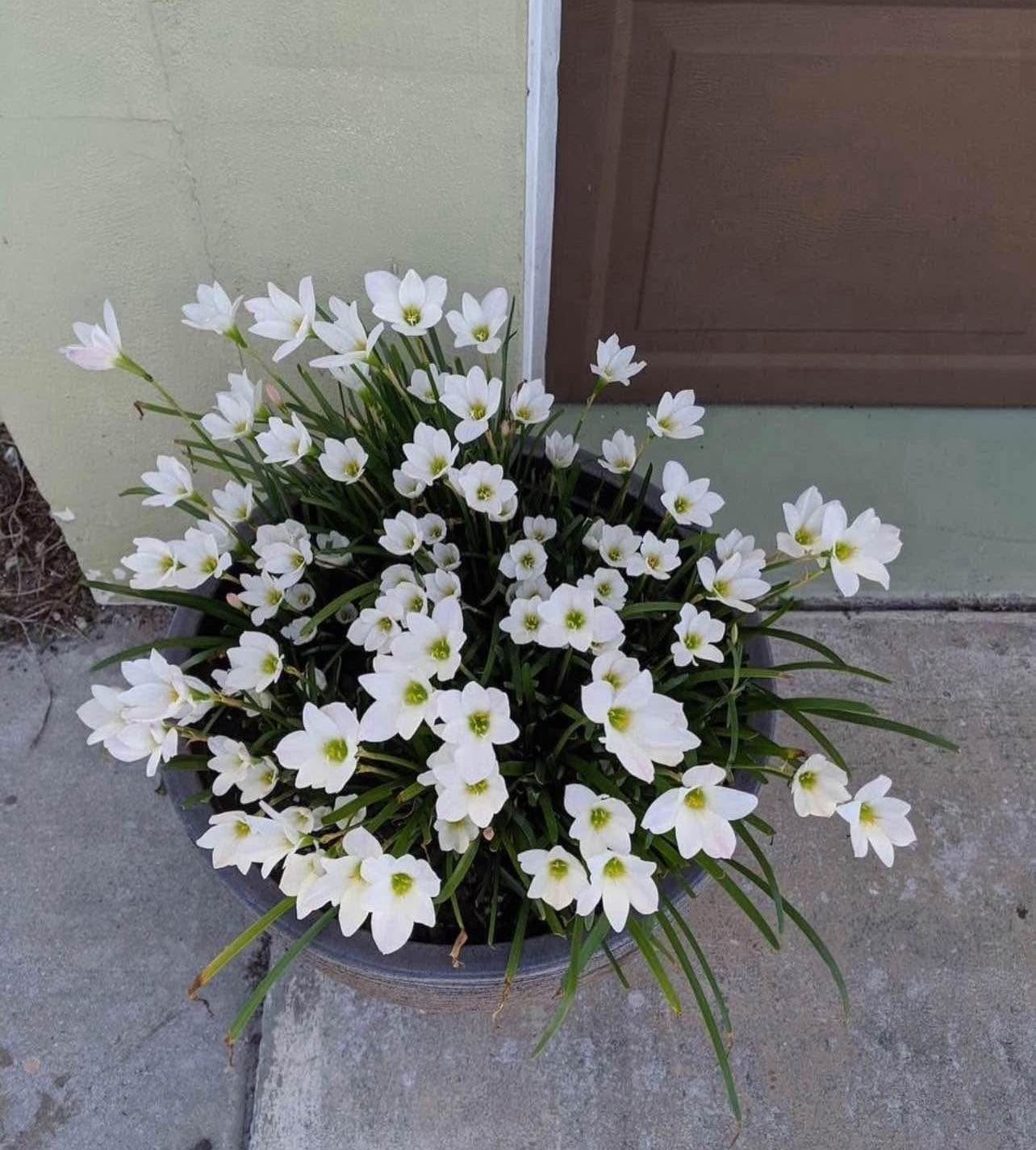 Rain Lily Bulbs, Zephyranthes over 20+ Live Bulbs
