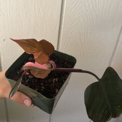 Pink Princess Philodendron 