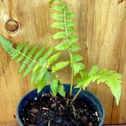 Fern Plants