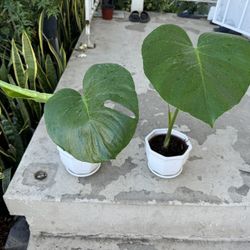 Big Leaf Monstera In Ceramic Pot 25$ Each