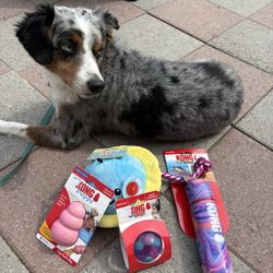 Female Dog Package( DOG NOT INCLUDED)