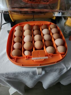 Free Range Organic Eggs