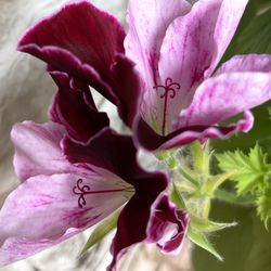 Blooming Geranium (Pelargonium) Beautiful Plant. Attracts Hummingbirds.