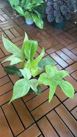 Philodendron Florida Ghost plant