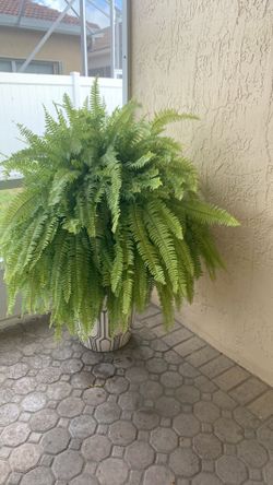 Large fern plant in white pot sits on a empty large planter. Heavy.