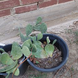 Thornless Cactus