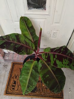 Banana zebrina rojo tree