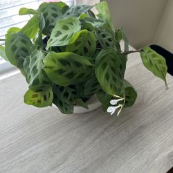 Lexi Maranta Leuconeura
