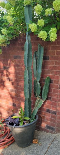 Peruvian Apple Cactus