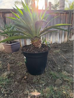 Agave desmettiana 'Variegata' (Variegated Smooth Agave)