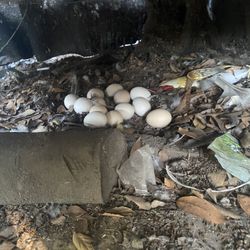 Chicken eggs