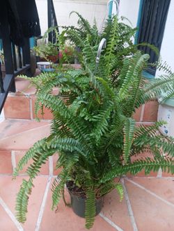 Fern Plants 6in