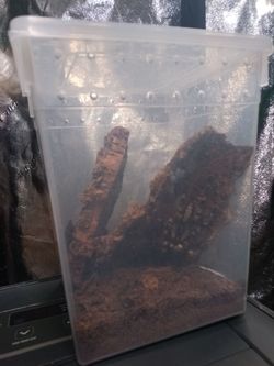Tarantula enclosures