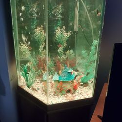 Fish Tank 