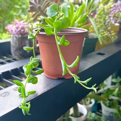 String Of  Dolphins 🐬 Plant 