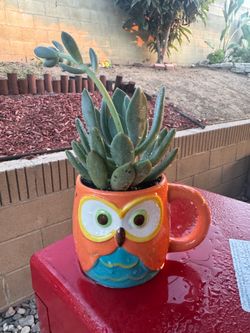 Owl planter with succulent
