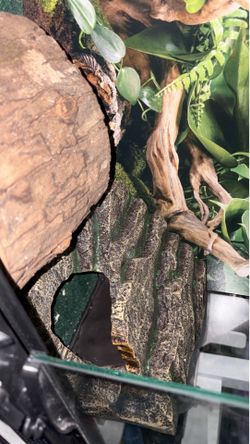 lizard tank