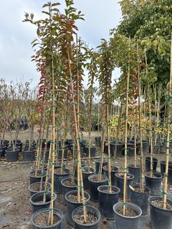 White Crape Myrtle