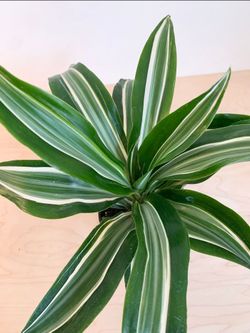 Dracaena 'Fragrans Warneckii' variegated plant/ Indoor Plant/ House Plant Flower Patio Garden