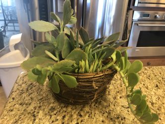 Succulents handing basket