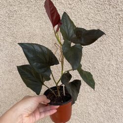Beautiful Red Arrow Syngonium Plant 