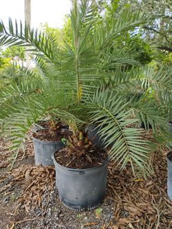 Sylvester Palm Tree 25gl $200🌴