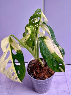 Monstera Albo Variegated Adansonii Plant - 5inch #13