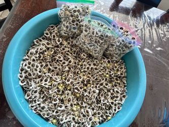 Semillas de moringa