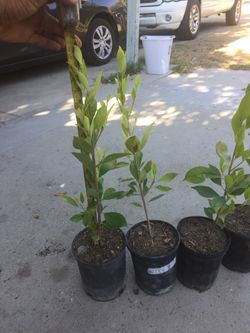 Ficus nÃtida indian laurel