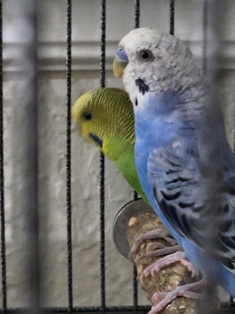 Bird Cage With Two Budgies , Toys And Food