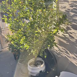 Calamondin ( tắc chua trái tròn VN )