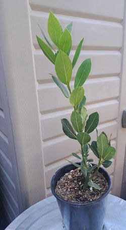 Bay Leafe