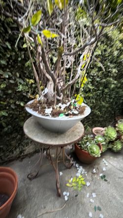 Flower pots