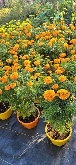 Flor de cempasúchil o marigold de aroma