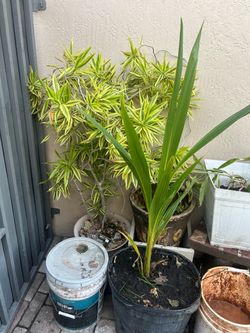 Coconut tree