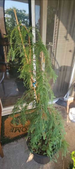 Dawn Redwood tree