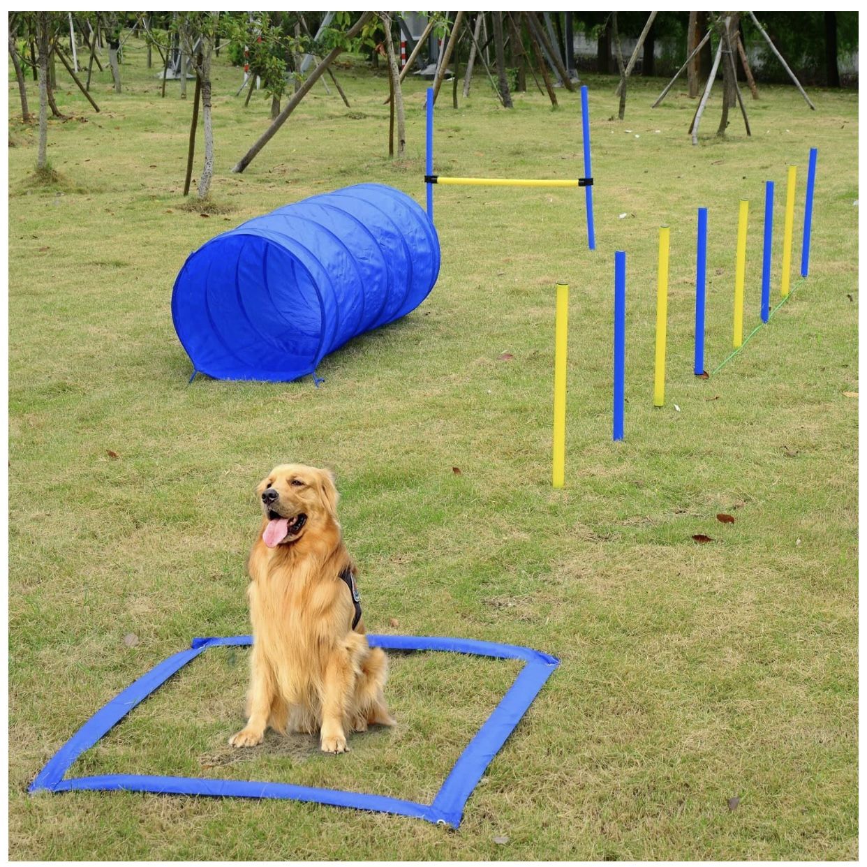 Dog agility training kit